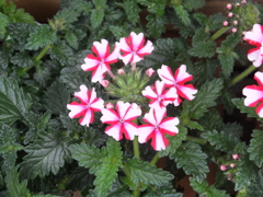 DSCF5244
