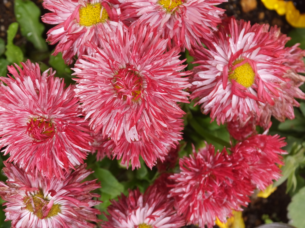 DSCF5210