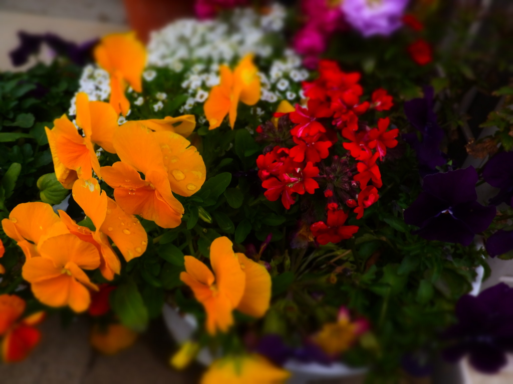 DSCF5216