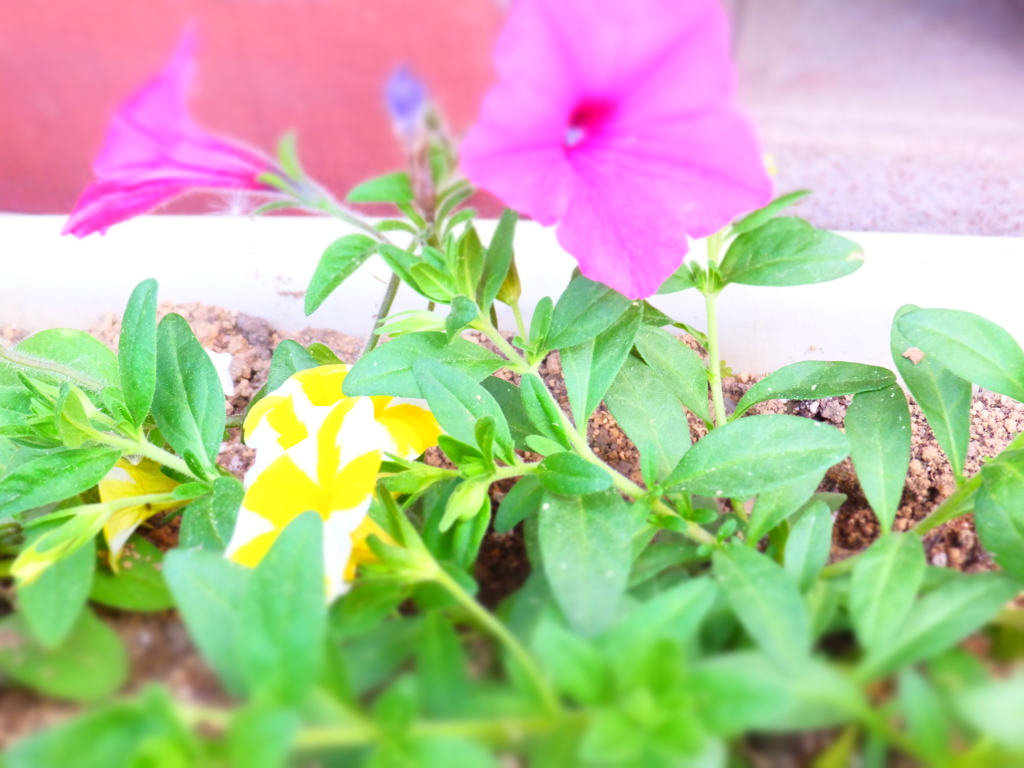 DSCF0302