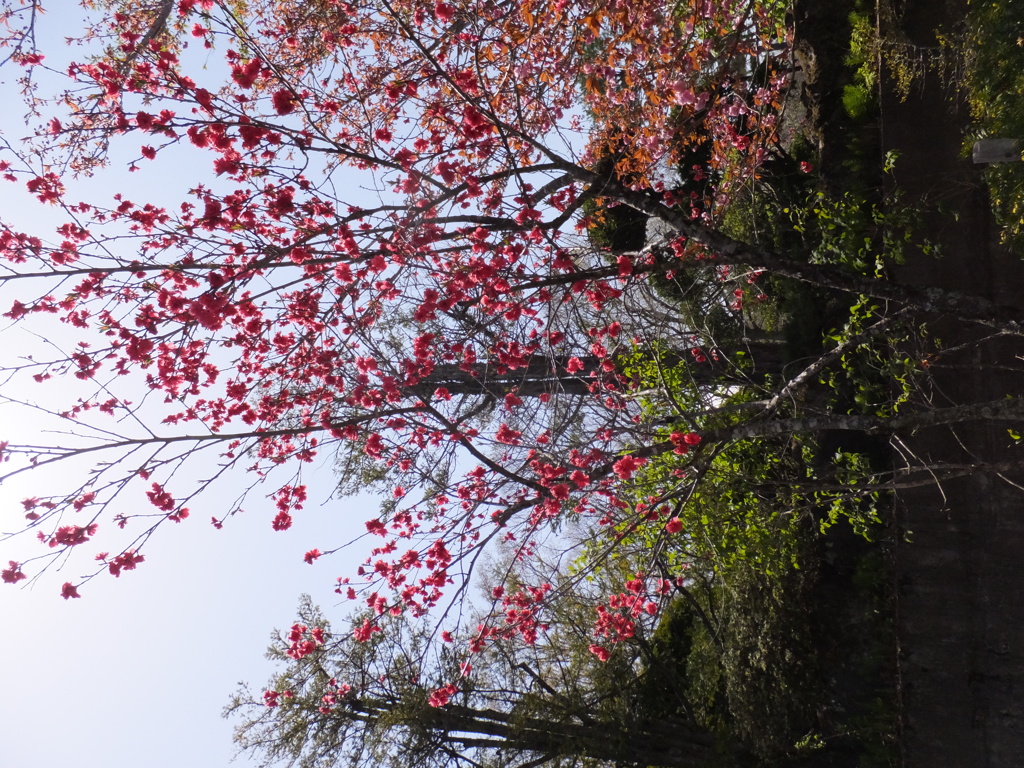 DSCF0066