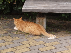 DSCF5387