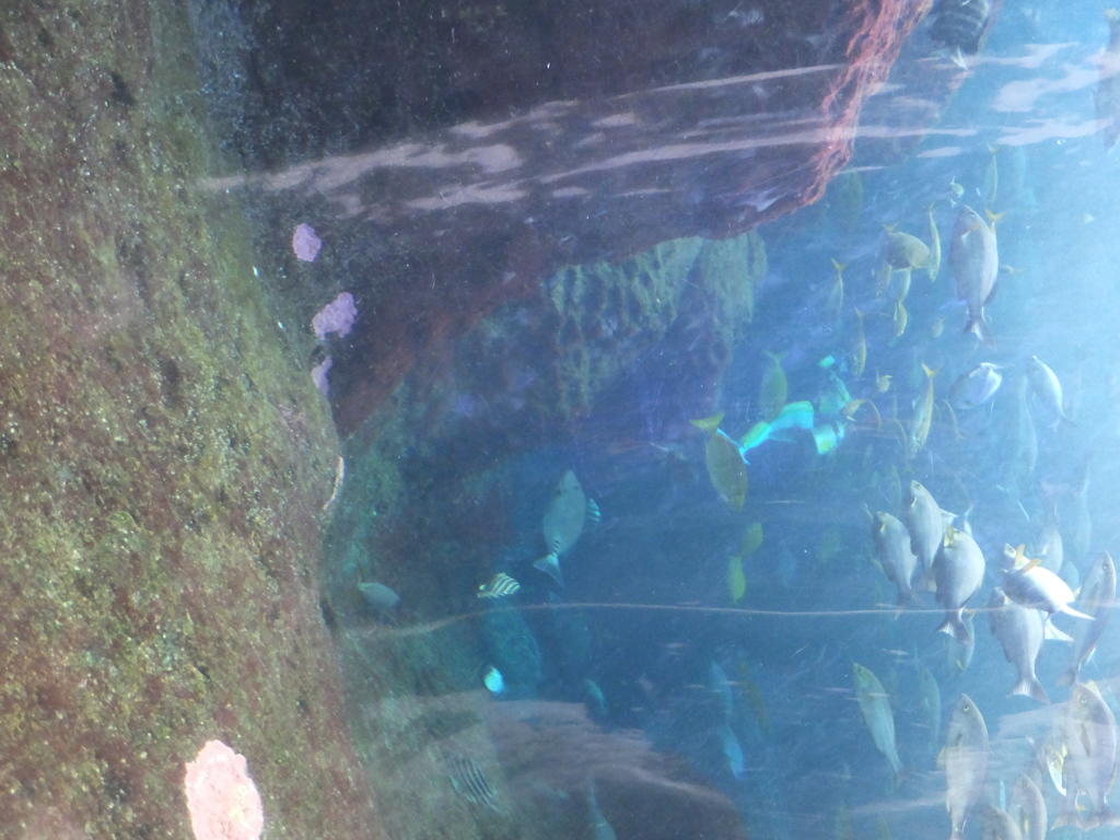 DSCF2470
