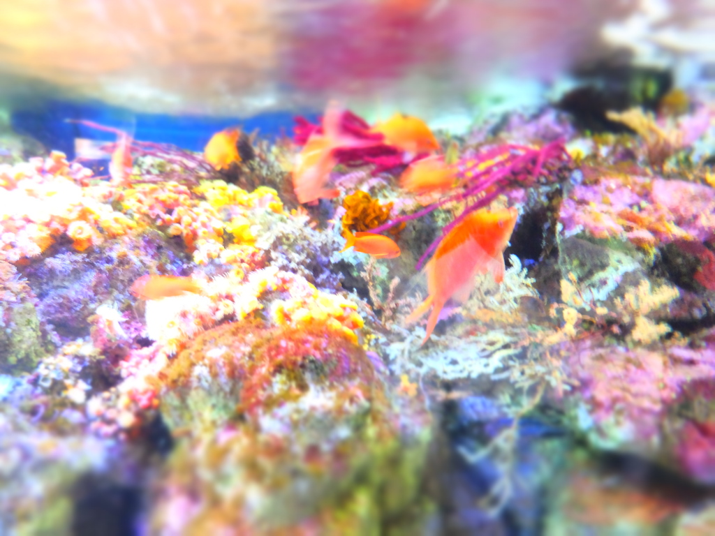 DSCF2456