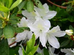 P5040779