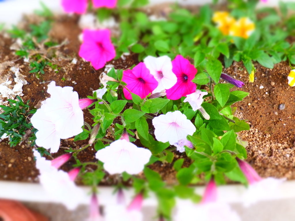 DSCF0292