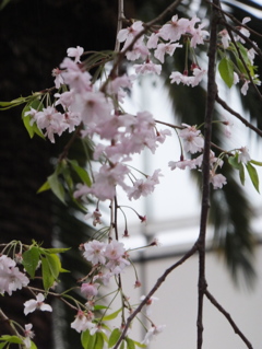 DSCF5247