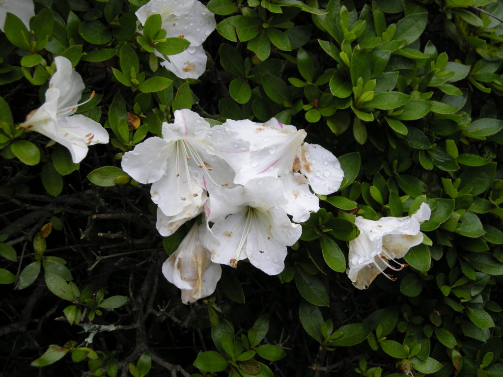 DSCN2743