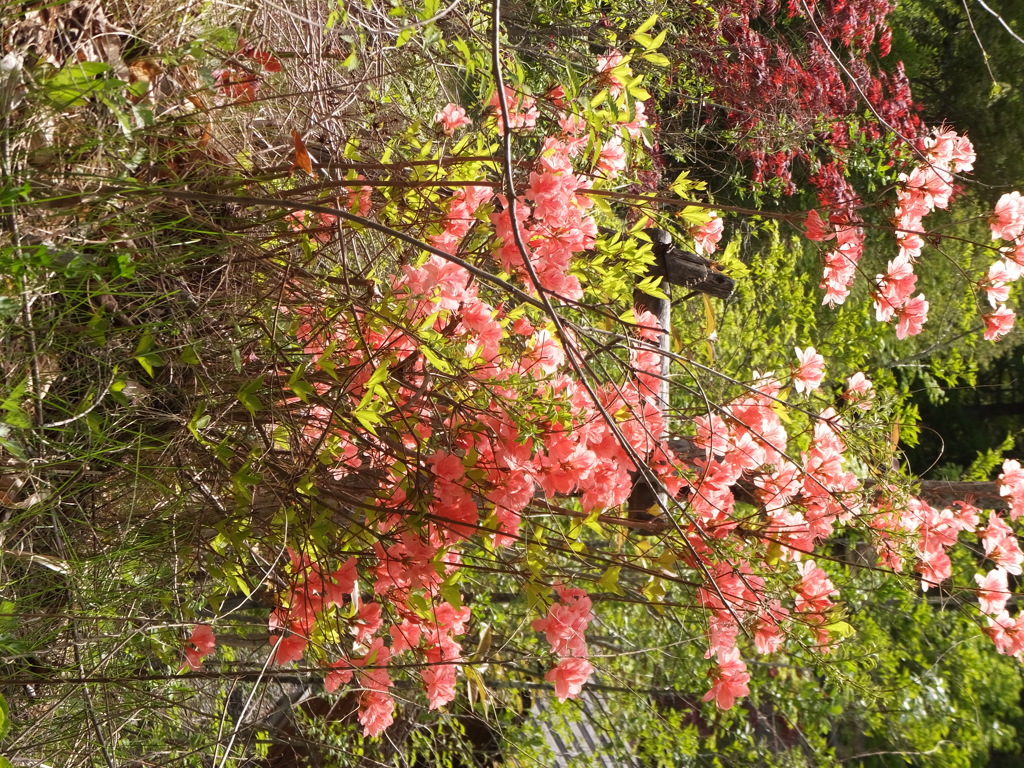 DSCF0192