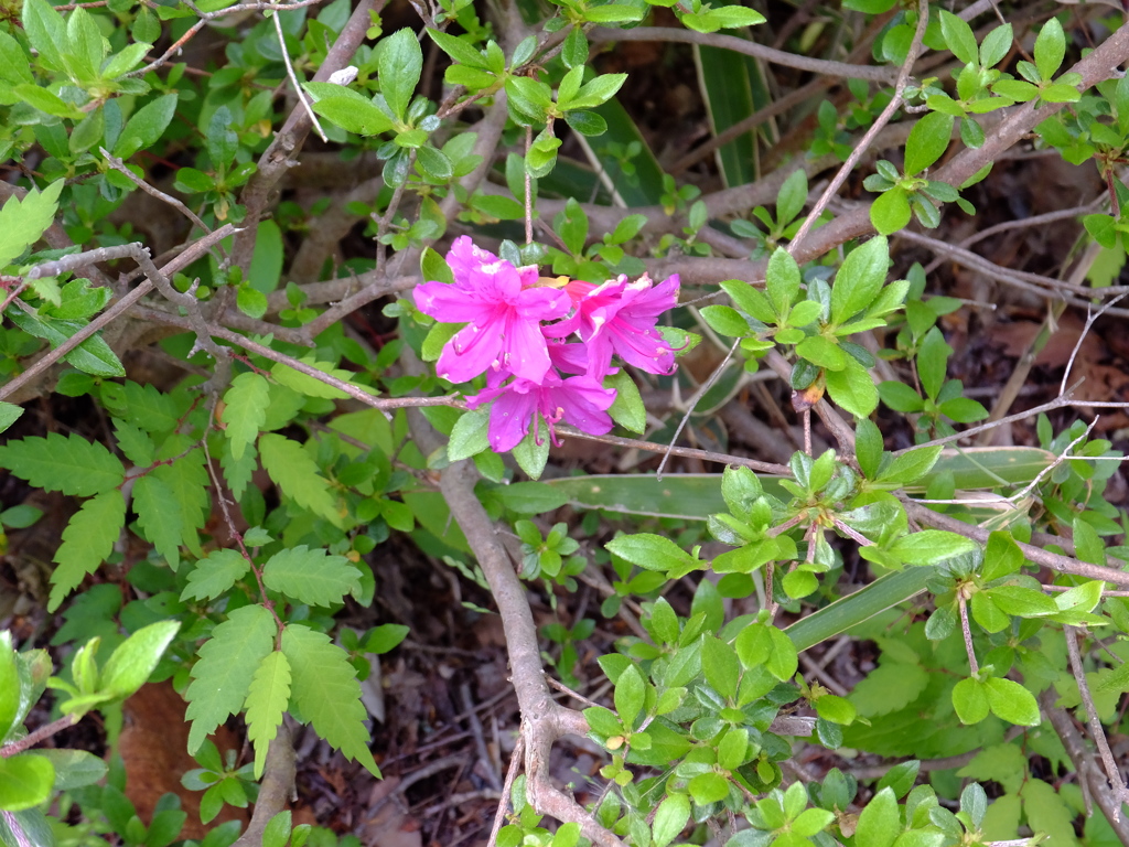 DSCF0260
