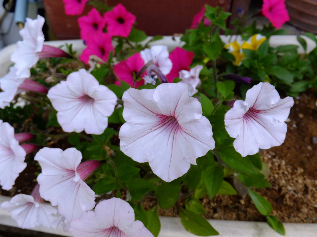 DSCF0290