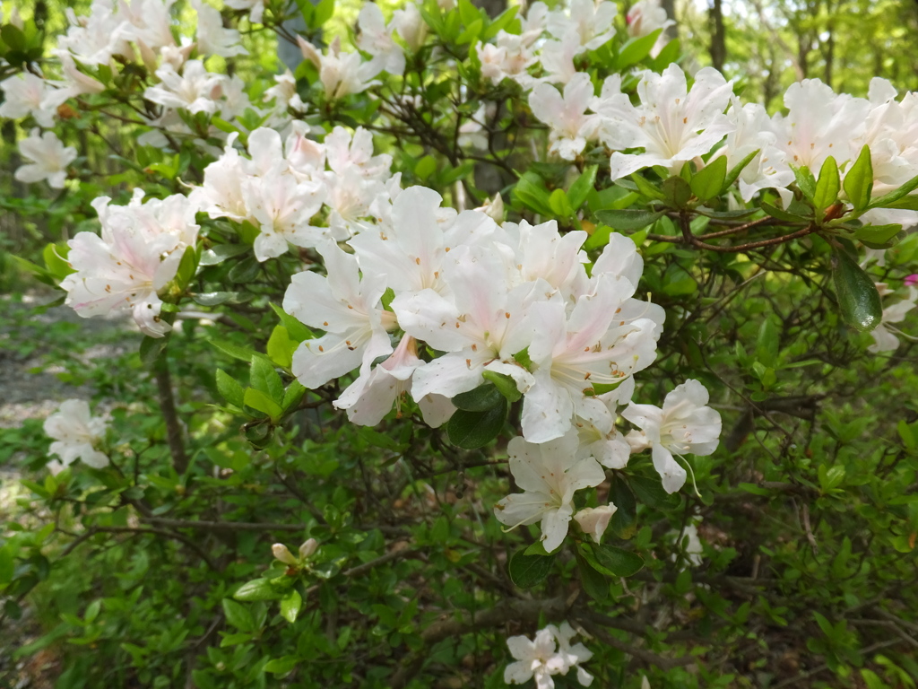 DSCF0238