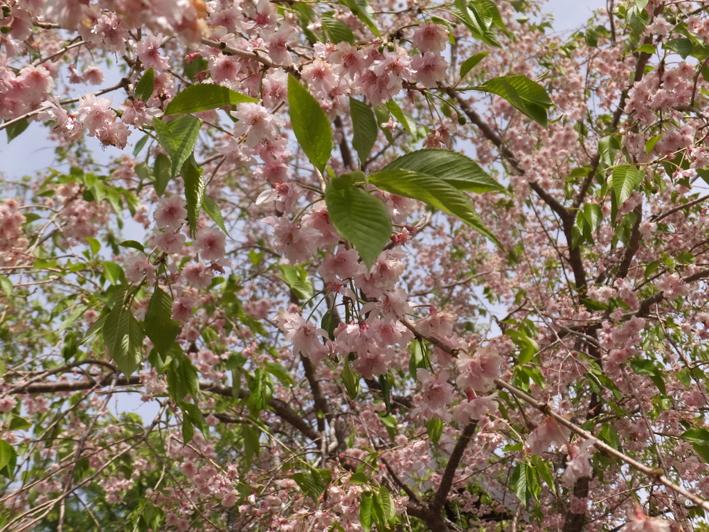 DSCF0191