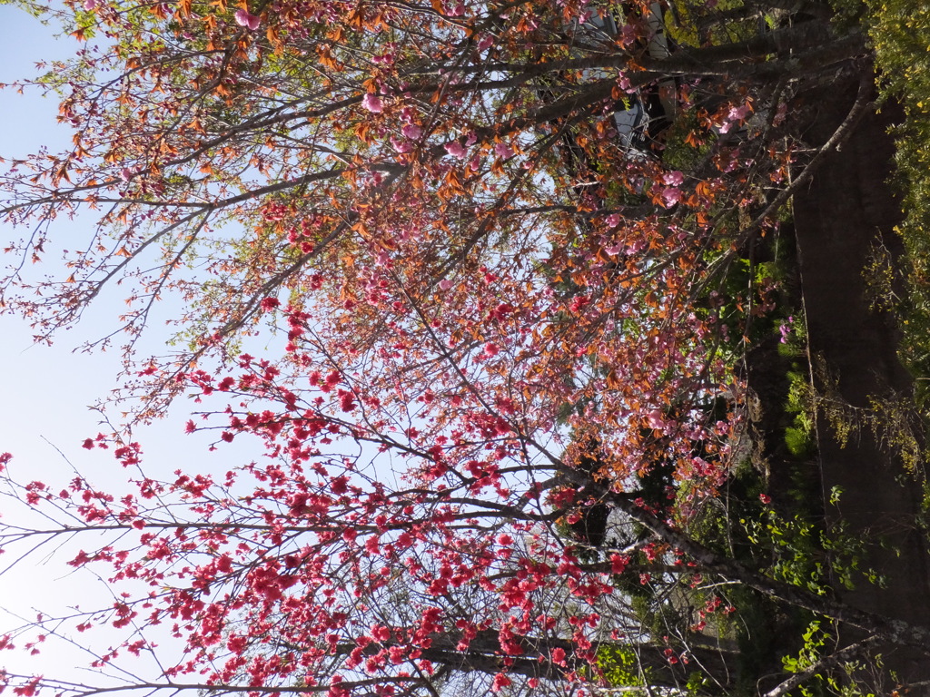 DSCF0067