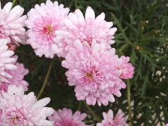 DSCF5211