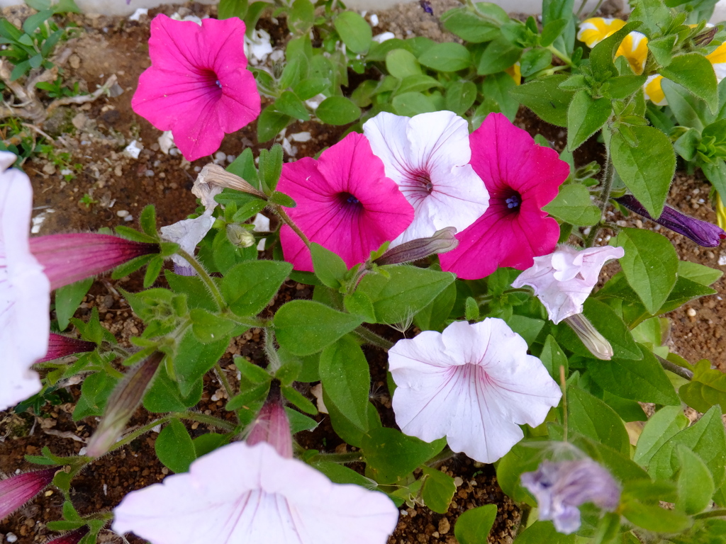 DSCF0291