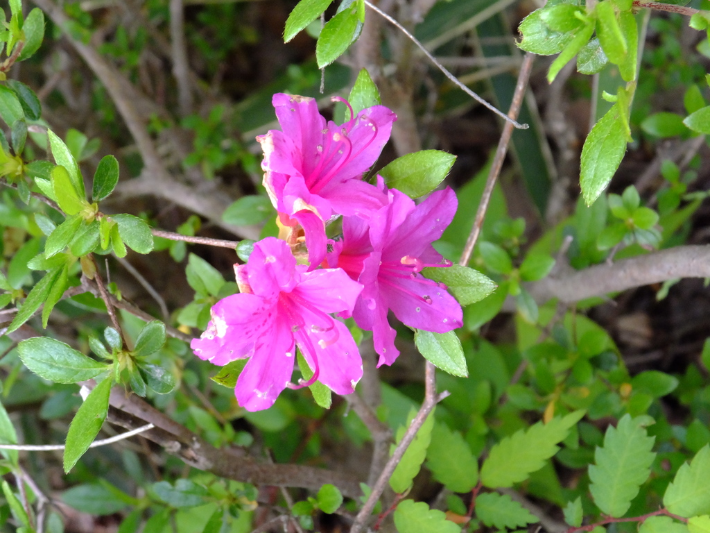 DSCF0261