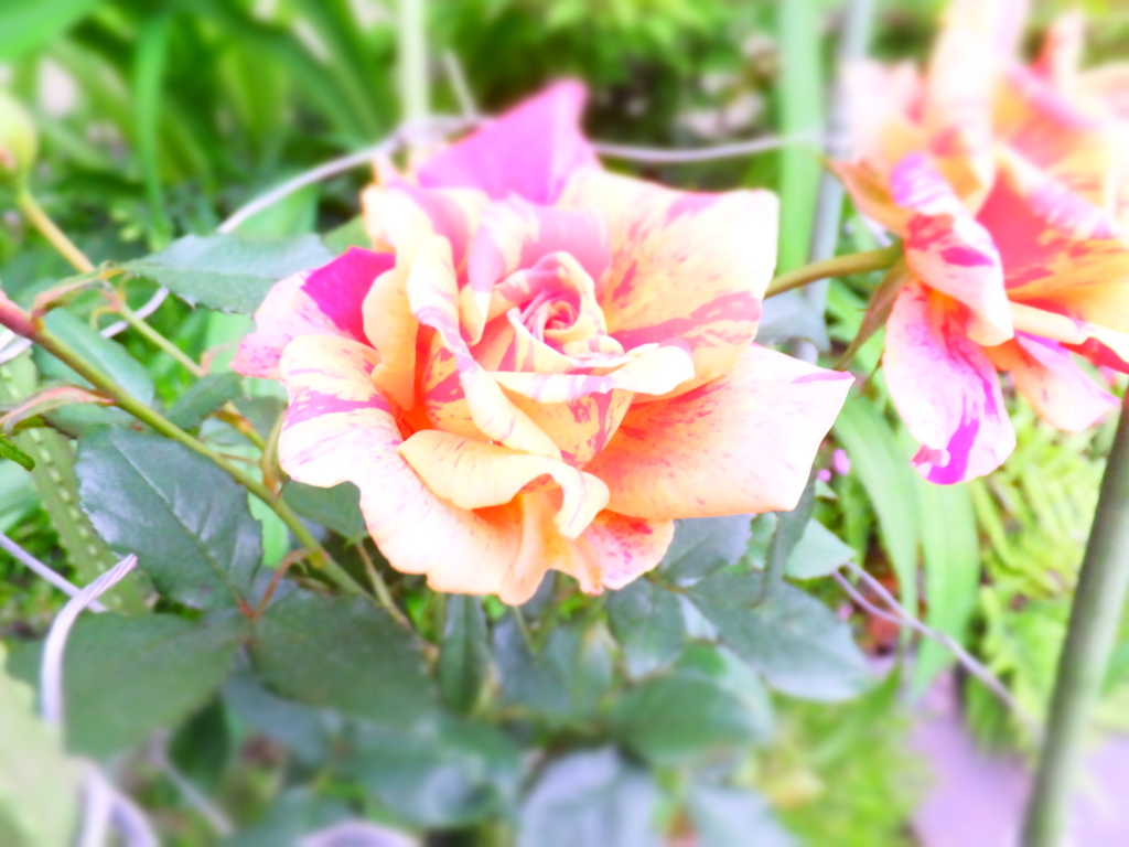 DSCF0316