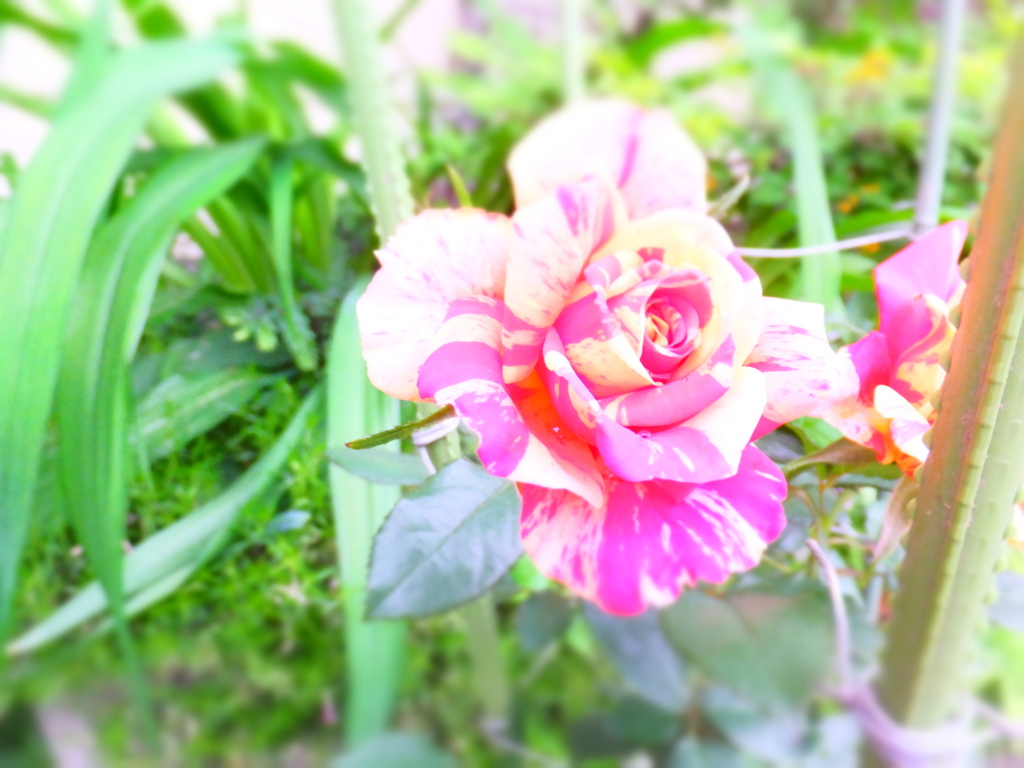 DSCF0314