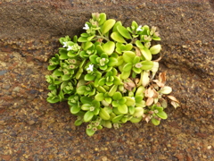 DSCF5372
