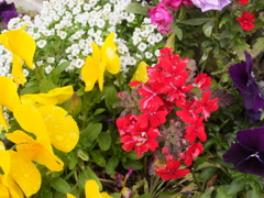 DSCF5215