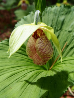 P5040741