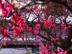 DSCF5145