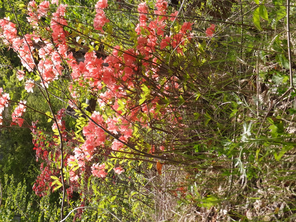 DSCF0209