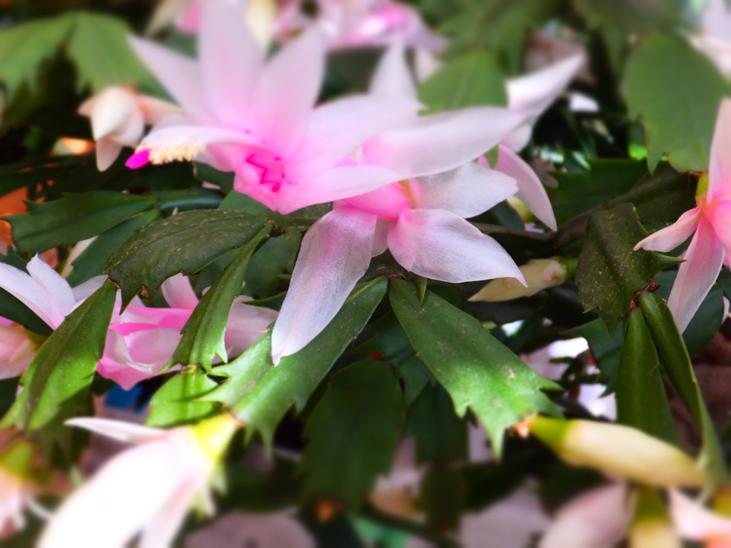DSCF5022