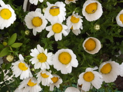 DSCF5209