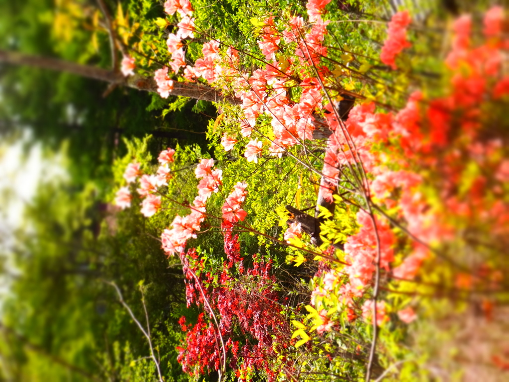 DSCF0193