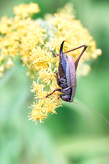 花と昆虫