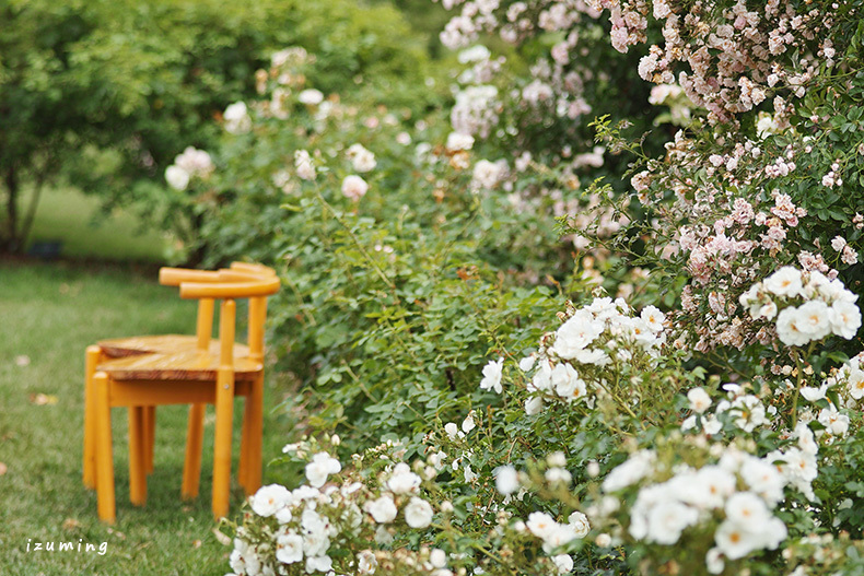 椅子と薔薇の風景