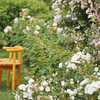 椅子と薔薇の風景