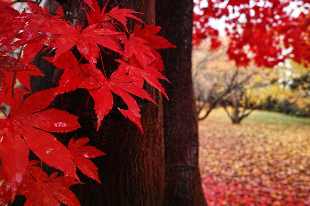 艶やかに紅く