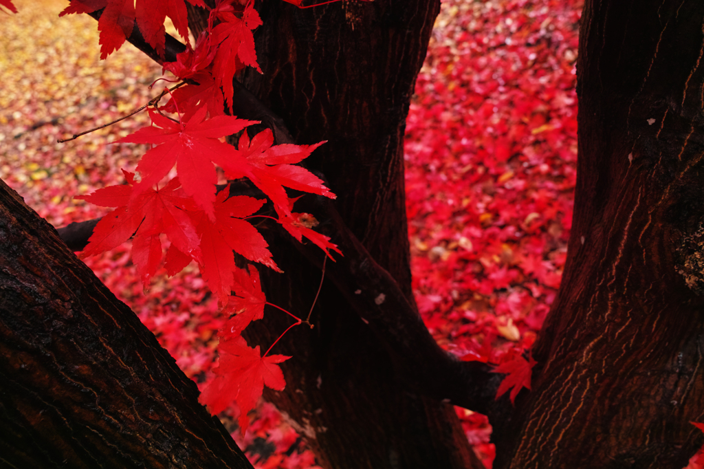 どこまでも紅く