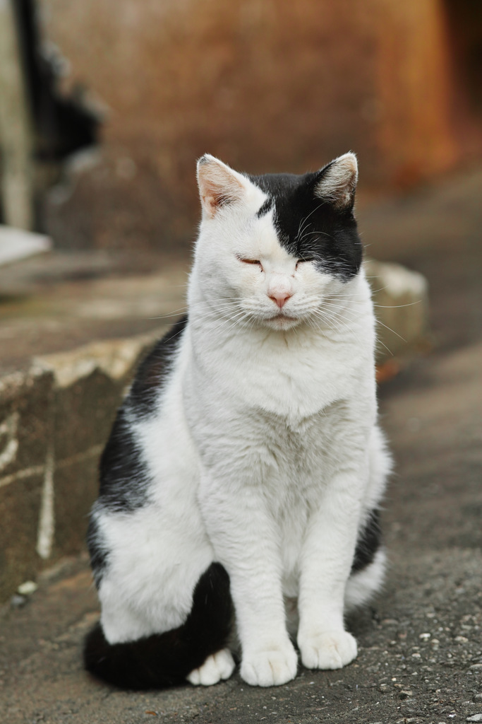 夕張本町の猫