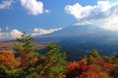 樹海を見下ろす