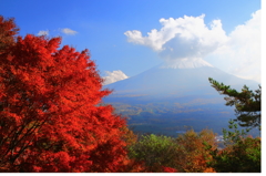 紅葉×富士
