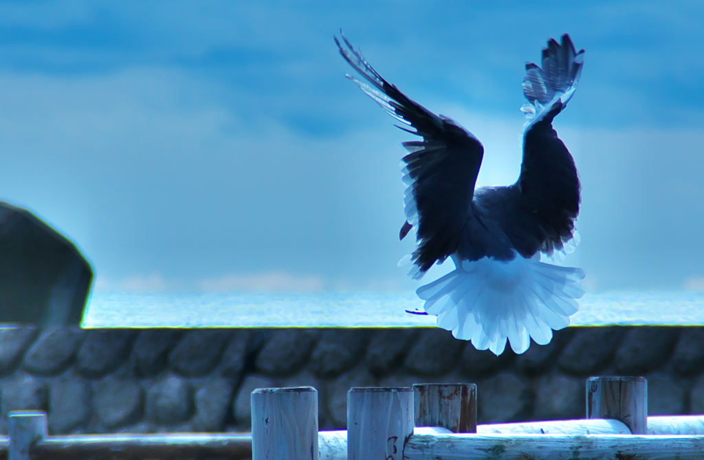舞い降りる鳥