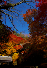 山奥の彩り