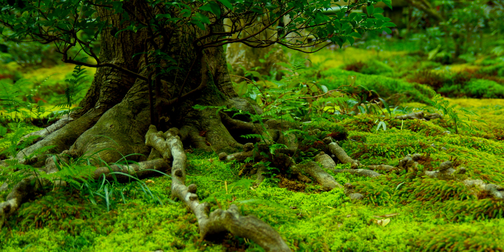 苔の庭