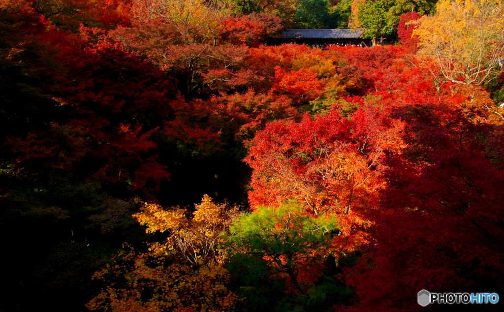 魅せる寺