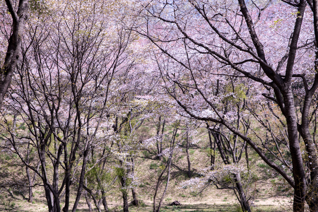 季節移り　春から夏へ　Ⅲ