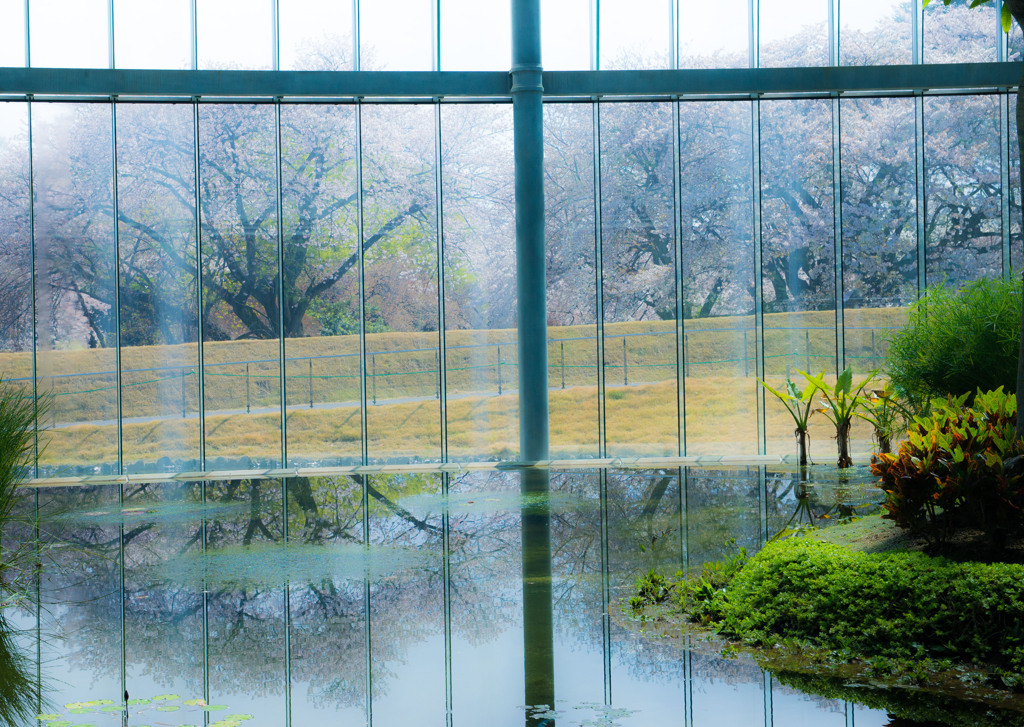 ぼんやり　桜　Ⅱ