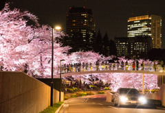 Tokyo Sakura Ⅱ