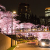 Tokyo Sakura Ⅱ