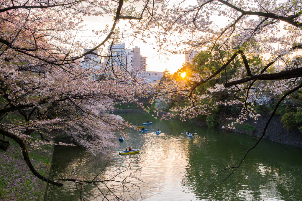 黄昏時　千鳥ケ淵　Ⅲ