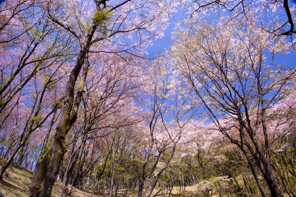 季節移り　春から夏へ　Ⅱ