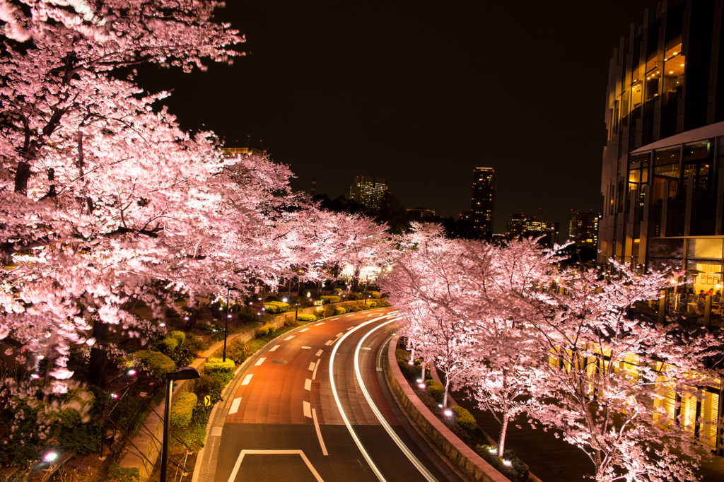 Tokyo Sakura Ⅰ